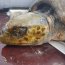 Autoridad Marítima de Taltal rescató tortuga marina que estaba en roqueríos