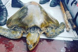 Autoridad Marítima de Taltal rescató tortuga marina que estaba en roqueríos
