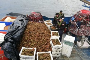 Histórica incautación: 15.5 toneladas de erizo en la región de Aysén