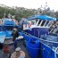 Autoridad Marítima incautó 1.04 toneladas de merluza austral en Canal Moraleda