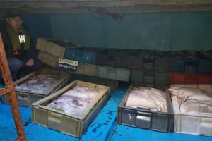 Autoridad Marítima incautó 1,2 toneladas de recurso Raya en Ancud