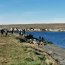  Cerca de mil personas participaron de limpieza de playas en Punta Arenas  