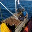 En Melinka Armada y Sernapesca incautaron 1.150 kilos de recurso erizo.