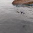 Armada apoya rescate de tripulantes tras hundirse embarcación frente a las costas de Arica