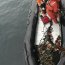 Tercera Zona Naval y SERNAPESCA incautan gran cantidad de centolla