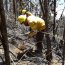 Armada presta apoyo a combate de incendio que afecta a Valparaíso