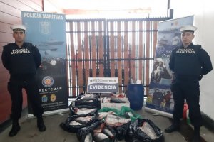 Autoridad Marítima de Chonchi incautó 358 kilos de recurso salmón coho