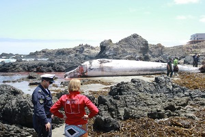 Autoridad Marítima de Quintero apoyó procedimiento ante varazón de ballena