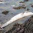 Autoridad Marítima de Quintero apoyó procedimiento ante varazón de ballena