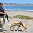 Binomio canino apoyó fiscalizaciones en le Región de Coquimbo.