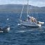 Armada realiza evacuación médica a tripulante de regata Desafío Cabo de Hornos que sufrió un infarto