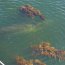 Armada despliega operativo ante varamiento de ballenas en Puerto Williams