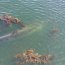 Armada despliega operativo ante varamiento de ballenas en Puerto Williams