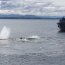 Armada despliega operativo ante varamiento de ballenas en Puerto Williams