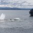  Armada despliega operativo ante varamiento de ballenas en Puerto Williams  