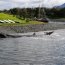 Armada despliega operativo ante varamiento de ballenas en Puerto Williams