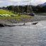  Armada despliega operativo ante varamiento de ballenas en Puerto Williams  