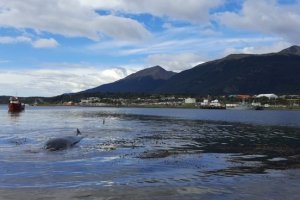 Armada despliega operativo ante varamiento de ballenas en Puerto Williams Armada despliega operativo ante varamiento de ballenas en Puerto Williams
