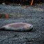 El trabajo del Transporte Aquiles en la Antártica chilena