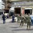 Efectivos de la Armada y del Ejército colaboraron en el traslado de camas clínicas hacia Los Ángeles