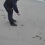 Más de 200 ejemplares de Fragata Portuguesa arribaron a playas de Ancud
