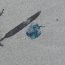 Más de 200 ejemplares de Fragata Portuguesa arribaron a playas de Ancud