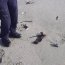 Más de 200 ejemplares de Fragata Portuguesa arribaron a playas de Ancud