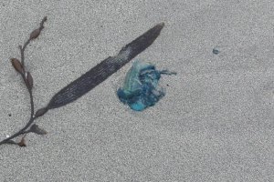 Más de 200 ejemplares de Fragata Portuguesa arribaron a playas de Ancud Más de 200 ejemplares de Fragata Portuguesa arribaron a playas de Ancud
