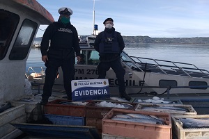 Autoridad Marítima incauta 3,4 toneladas de salmones robados en Quemchi Autoridad Marítima incauta 3,4 toneladas de salmones robados en Quemchi