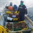 Autoridad Marítima incautó 300 kilos de erizos en Chiloé.