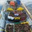  Autoridad Marítima incautó 300 kilos de erizos en Chiloé.  