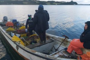 Autoridad Marítima incautó 300 kilos de erizos en Chiloé Autoridad Marítima incautó 300 kilos de erizos en Chiloé