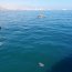 Una distinta conmemoración a las Glorias Navales se vivió en Iquique en el contexto de pandemia