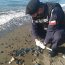 Armada verificó presencia de más de 500 ejemplares de Fragata Portuguesa en borde costero de Quemchi.