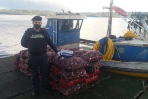 Autoridad Marítima de Quemchi incautó 1,8 toneladas de recurso cholga Autoridad Marítima de Quemchi incautó 1,8 toneladas de recurso cholga