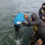Armada y Sernapesca incautaron 100 kilos de recurso choro