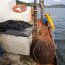 Armada y Sernapesca incautaron 100 kilos de recurso choro
