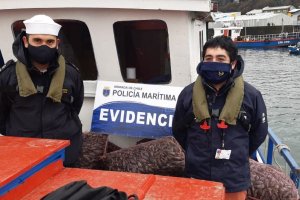 960 kilos de choritos fueron incautados por la Autoridad Marítima y Sernapesca en Castro 960 kilos de choritos fueron incautados por la Autoridad Marítima y Sernapesca en Castro