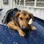 Barcaza Chacabuco rescató a perro que nadaba en la mitad de la bahía de Concepción