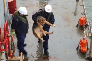 Barcaza "Chacabuco" rescató a perro que nadaba en la mitad de la bahía de Concepción Barcaza "Chacabuco" rescató a perro que nadaba en la mitad de la bahía de Concepción