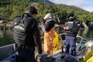 Más de 500 kilos de cholgas eran hurtados desde área de manejo