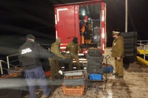 Se incautaron 638 unidades de loco en procedimiento conjunto entre Armada y Carabineros Se incautaron 638 unidades de loco en procedimiento conjunto entre Armada y Carabineros