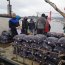 750 kilos de choros fueron incautados por la Armada y Sernapesca