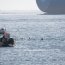 Avistamiento de delfines en la bahía de Quintero sorprendió a la comunidad