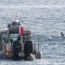 Avistamiento de delfines en la bahía de Quintero sorprendió a la comunidad