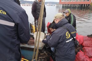 750 kilos de choros fueron incautados por la Armada y Sernapesca 750 kilos de choros fueron incautados por la Armada y Sernapesca