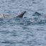 Avistamiento de delfines en la bahía de Quintero sorprendió a la comunidad