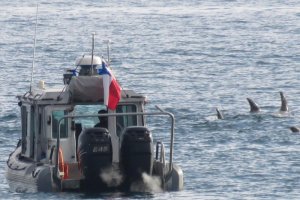 Avistamiento de delfines en la bahía de Quintero sorprendió a la comunidad Avistamiento de delfines en la bahía de Quintero sorprendió a la comunidad