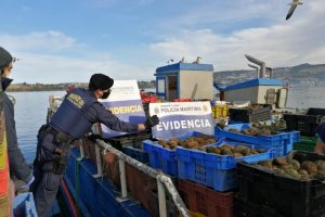 Histórica incautación: Más de 32 toneladas de erizo en Quellón Histórica incautación: Más de 32 toneladas de erizo en Quellón