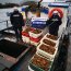 Dos toneladas de erizo son incautadas en Puerto Aguirre